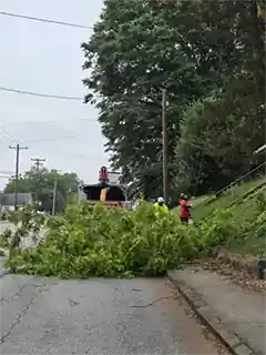 Tree Service in Greer
